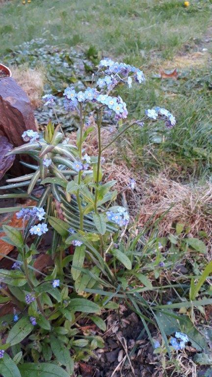 Annexe 20200329_Myosotis1.jpg
