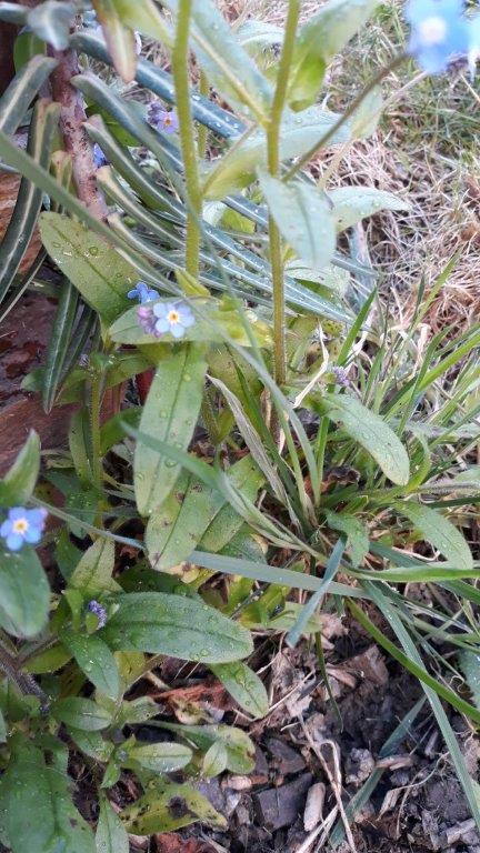 Annexe 20200329_Myosotis2.jpg