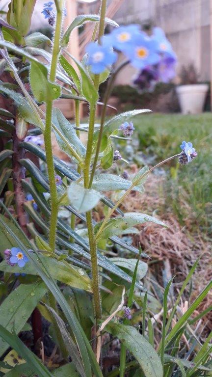 Annexe 20200329_Myosotis3.jpg