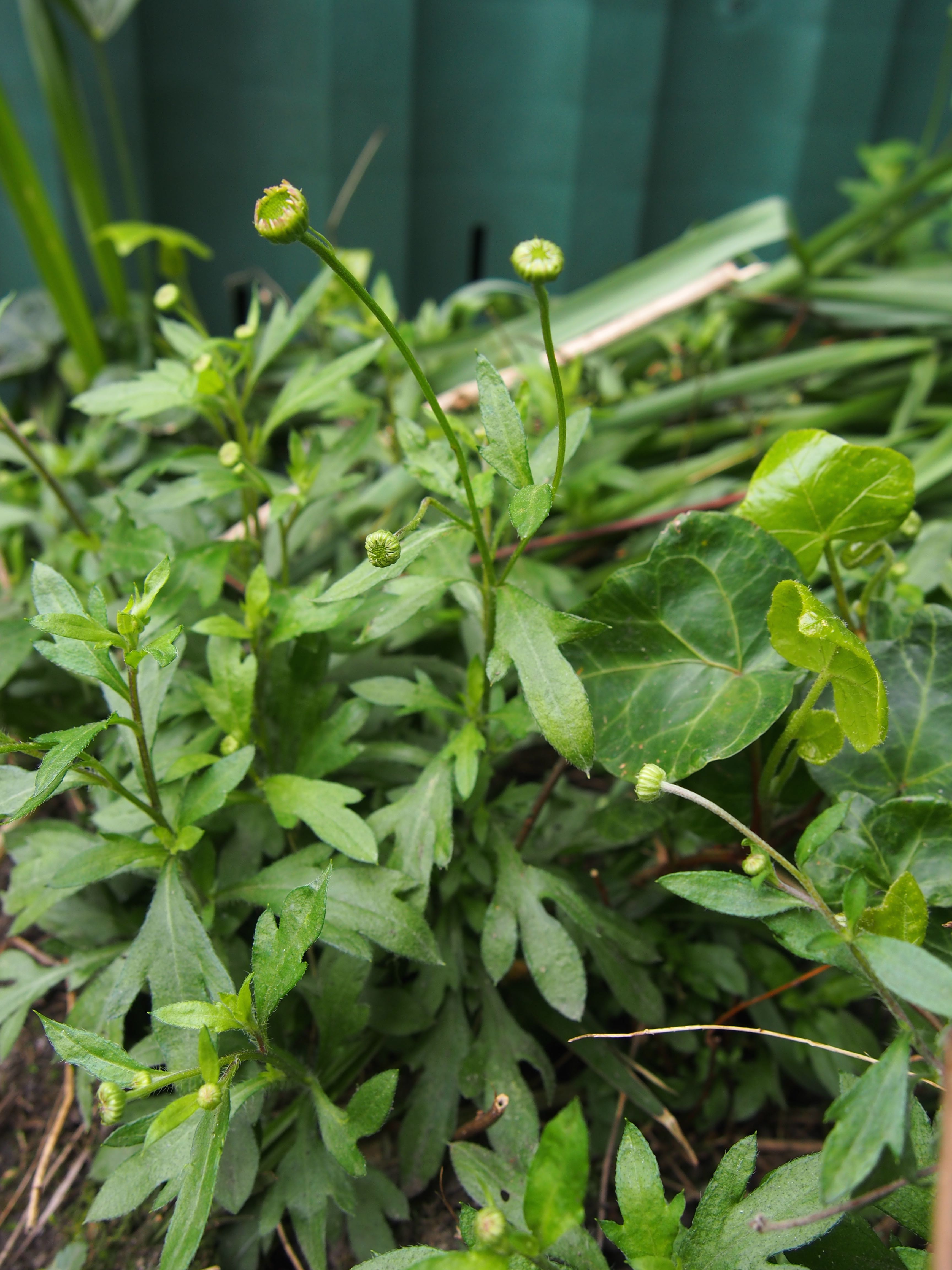 Annexe P32922071.jpg