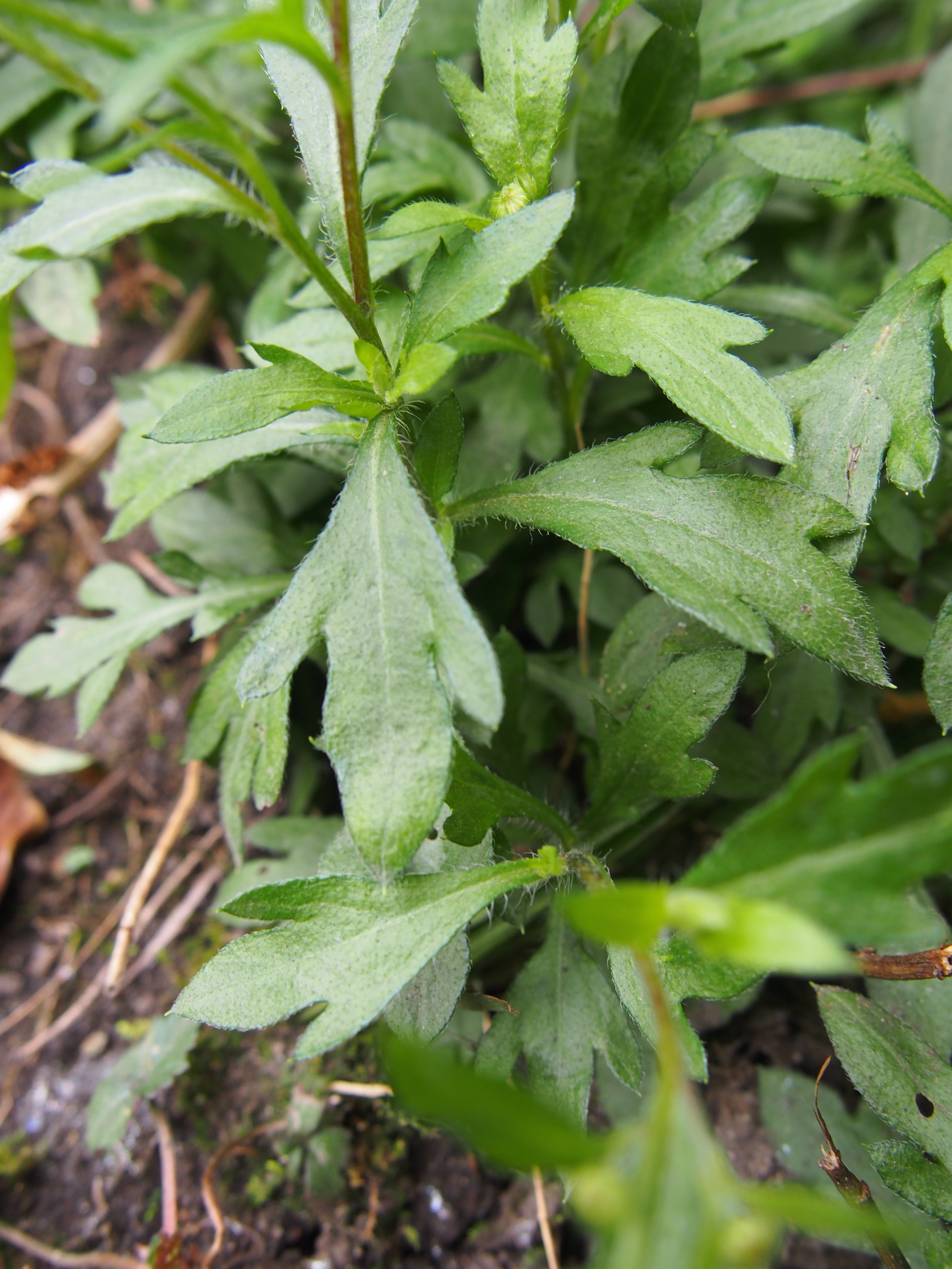 Annexe P32922101.jpg