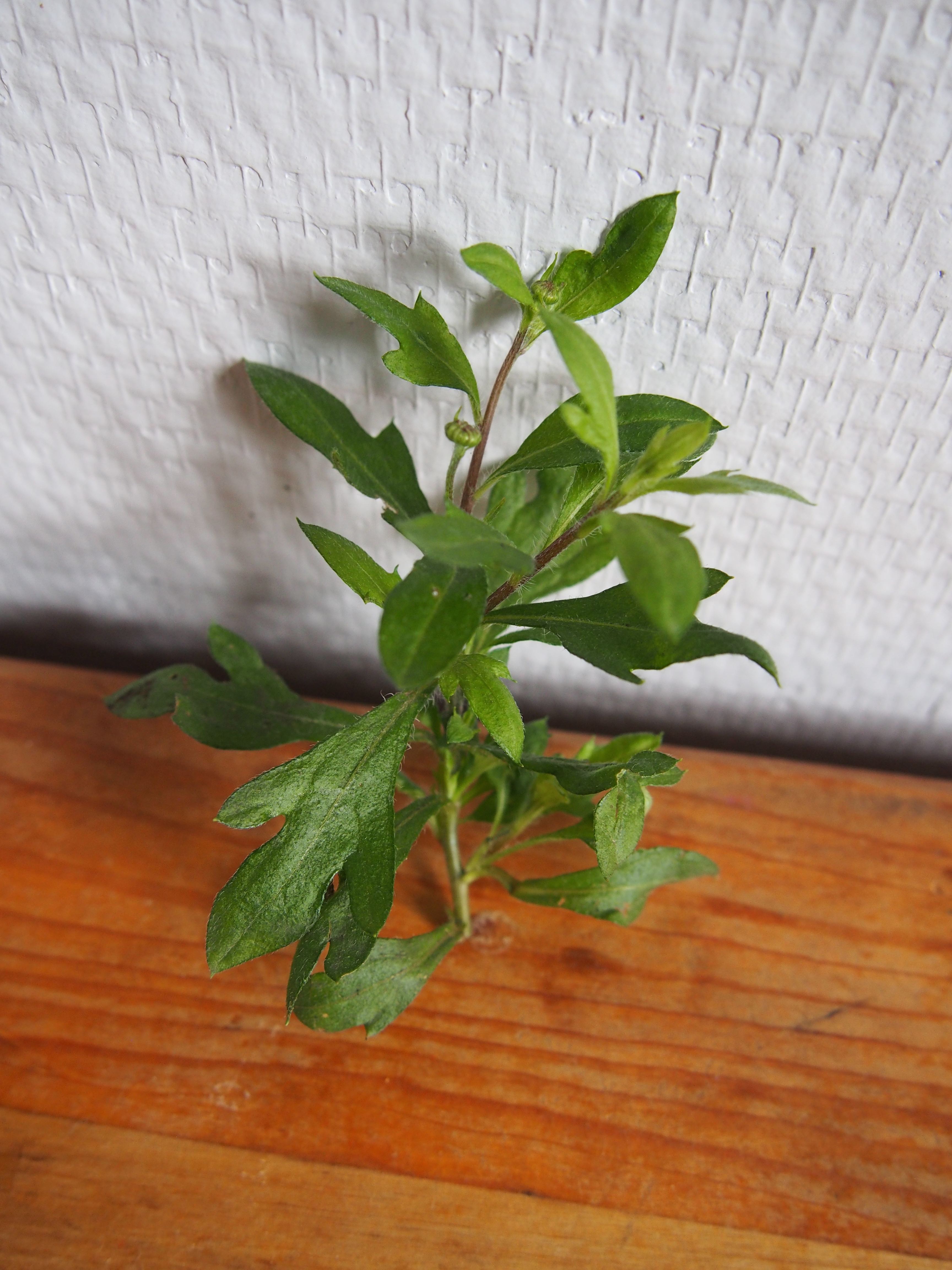 Annexe P32922111.jpg