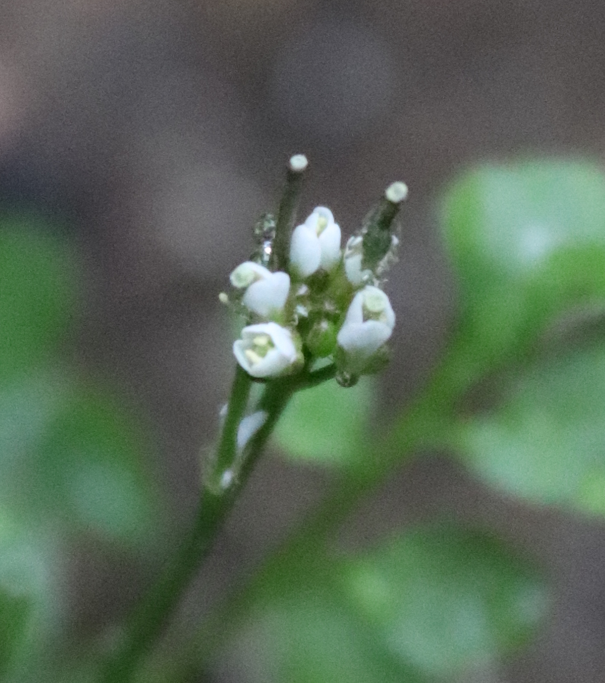 Annexe C. hirsuta fleur.JPG