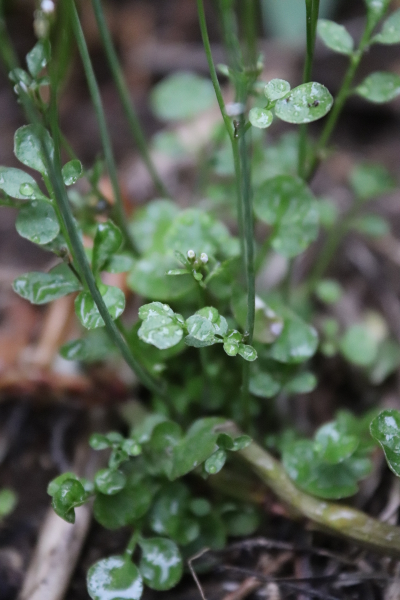 Annexe C.hirsuta tige feuille.JPG