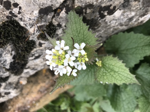 Annexe 4FBDE2AC-05EE-426F-9919-5BE110E44BC5.jpeg