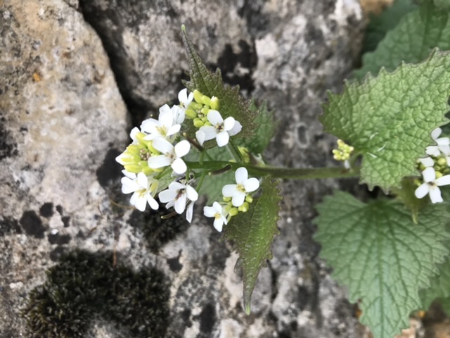 Annexe A80EF9C5-8264-44D0-9578-91150913C96B.jpeg