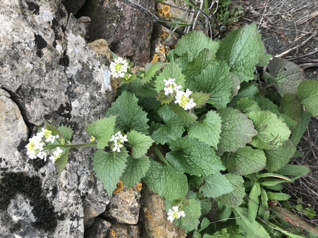 Annexe BE1E088F-D383-4947-80BF-C7B8318CDB7B.jpeg