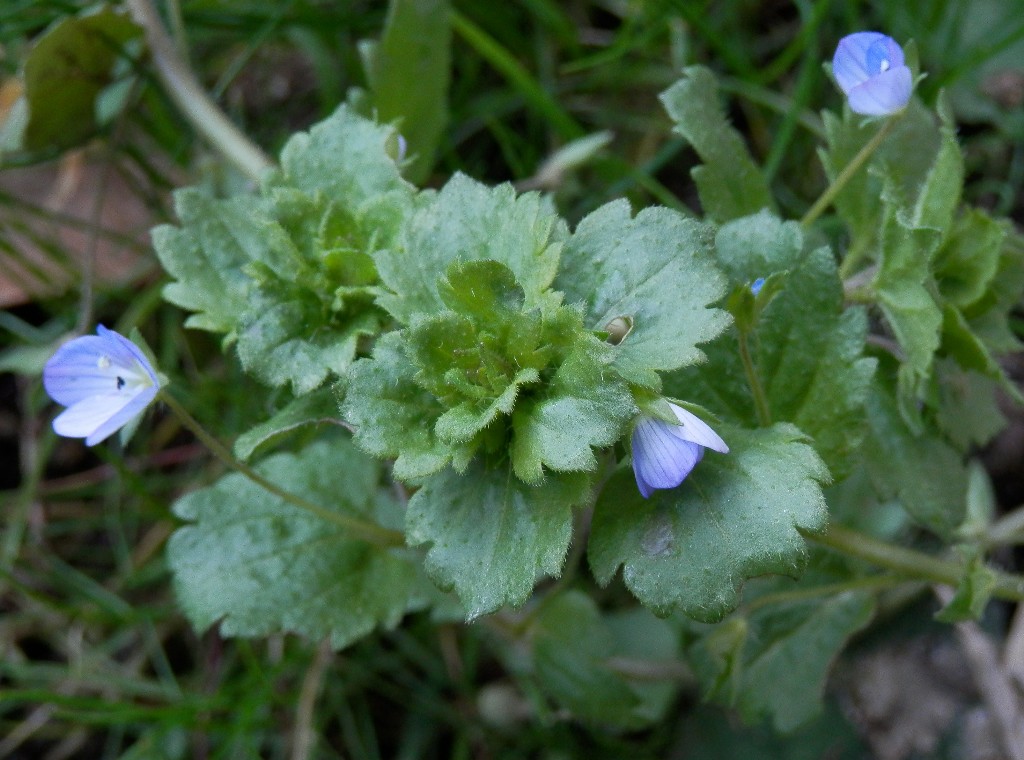 Annexe feuilles veronica.jpg