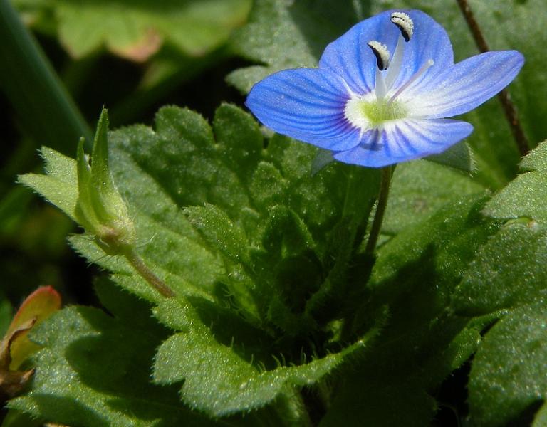Annexe profil fleur.jpg