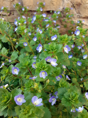 Annexe vue globale.jpg