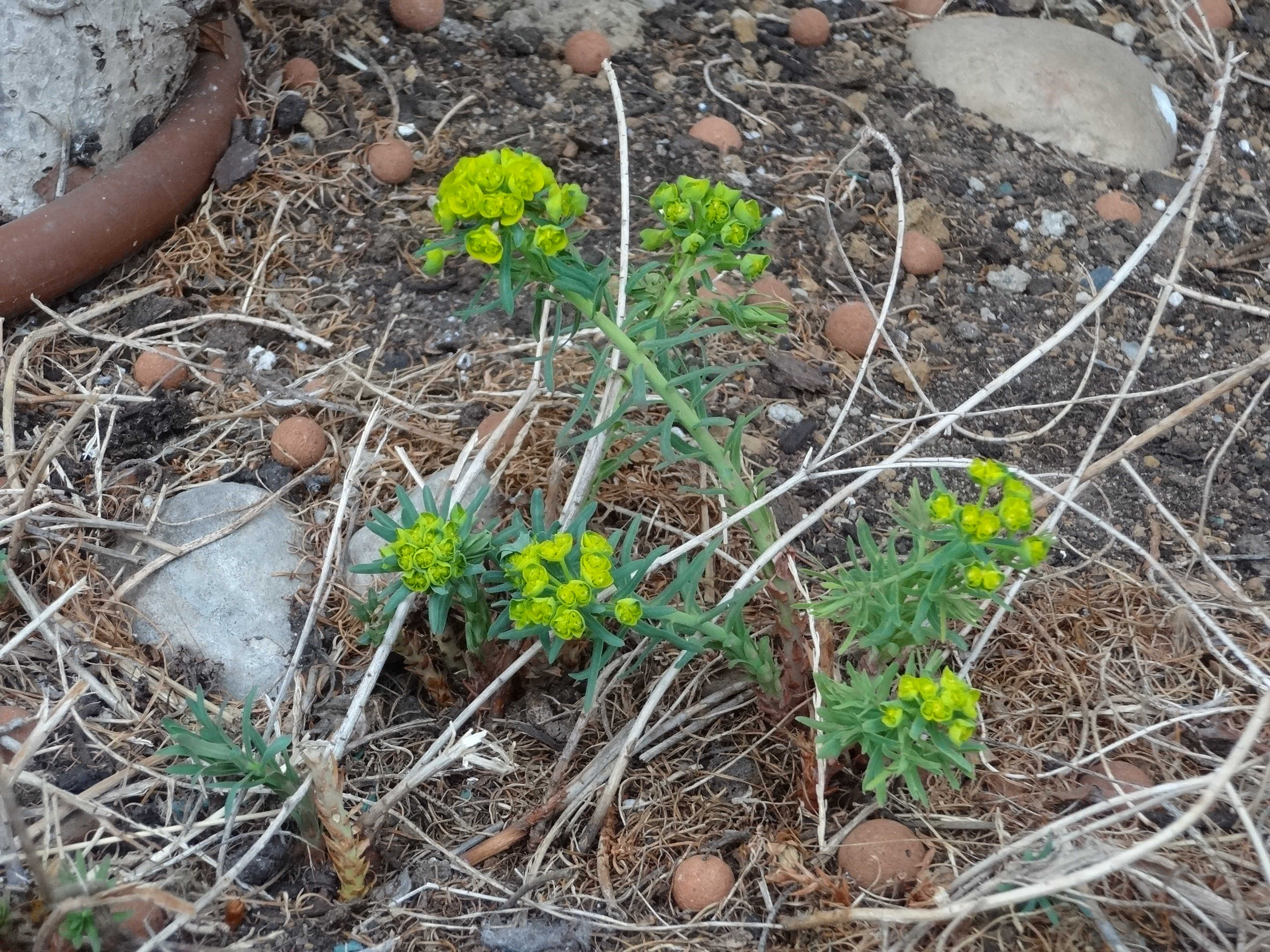Annexe Euphorbe petit-cyprès 1.jpg