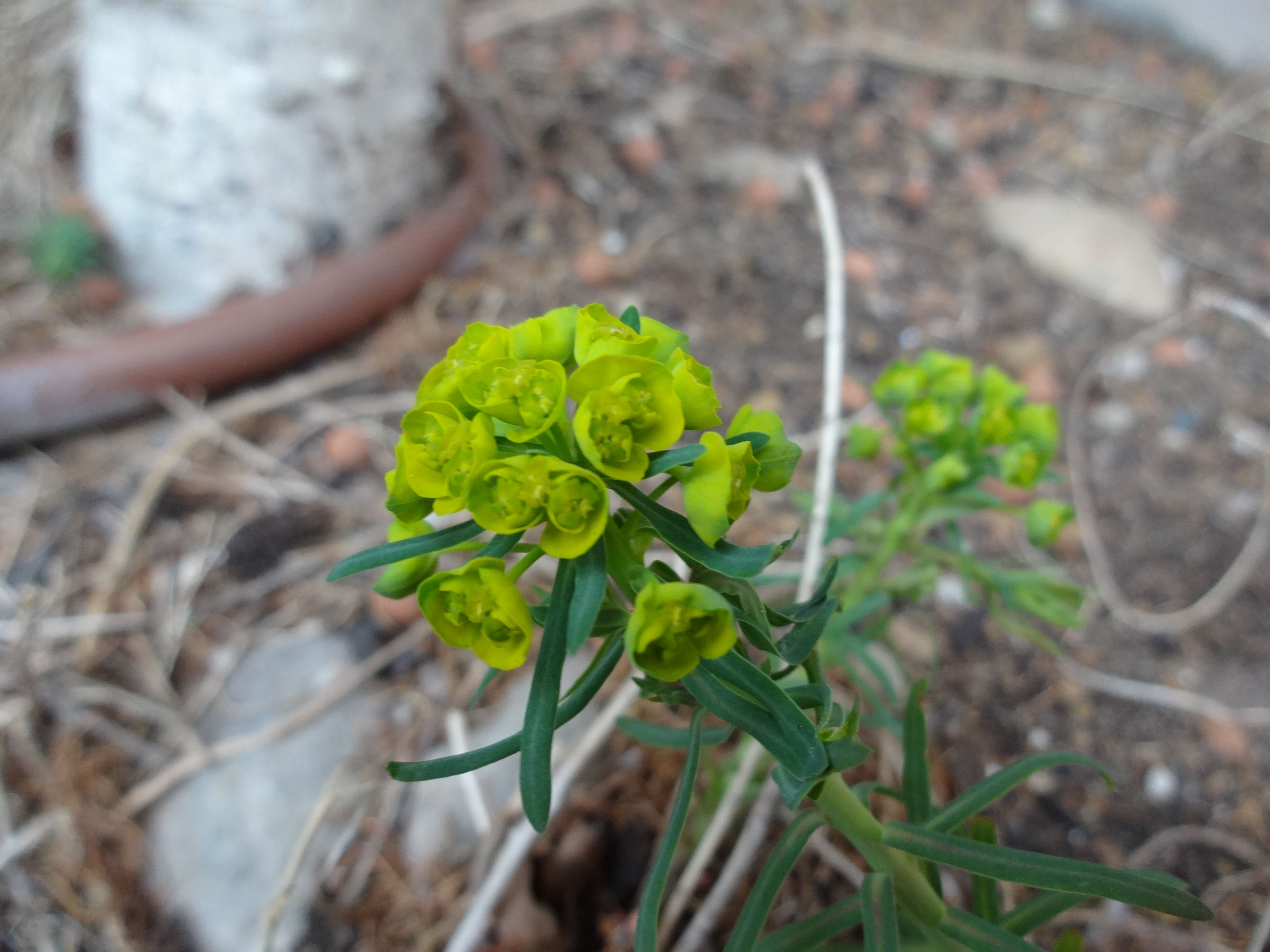 Annexe Euphorbe petit-cyprès 2.jpg