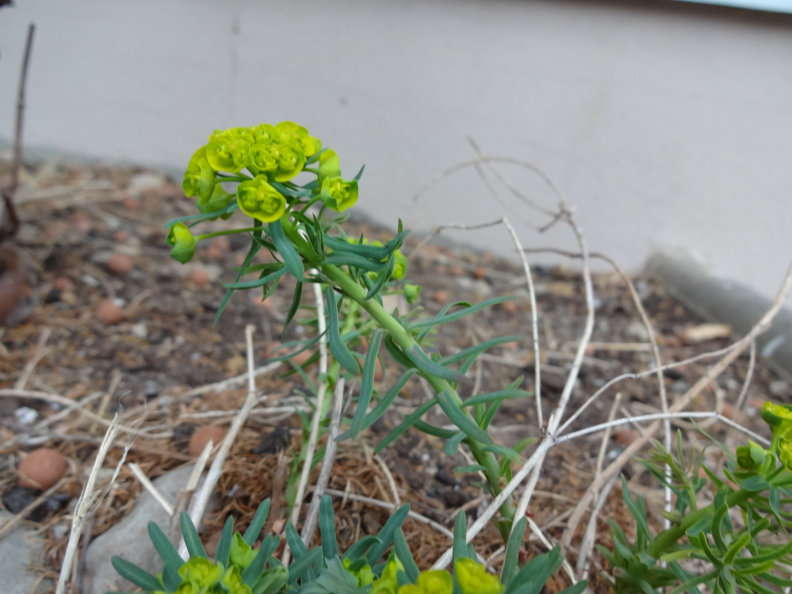 Annexe Euphorbe petit-cyprès 3.jpg