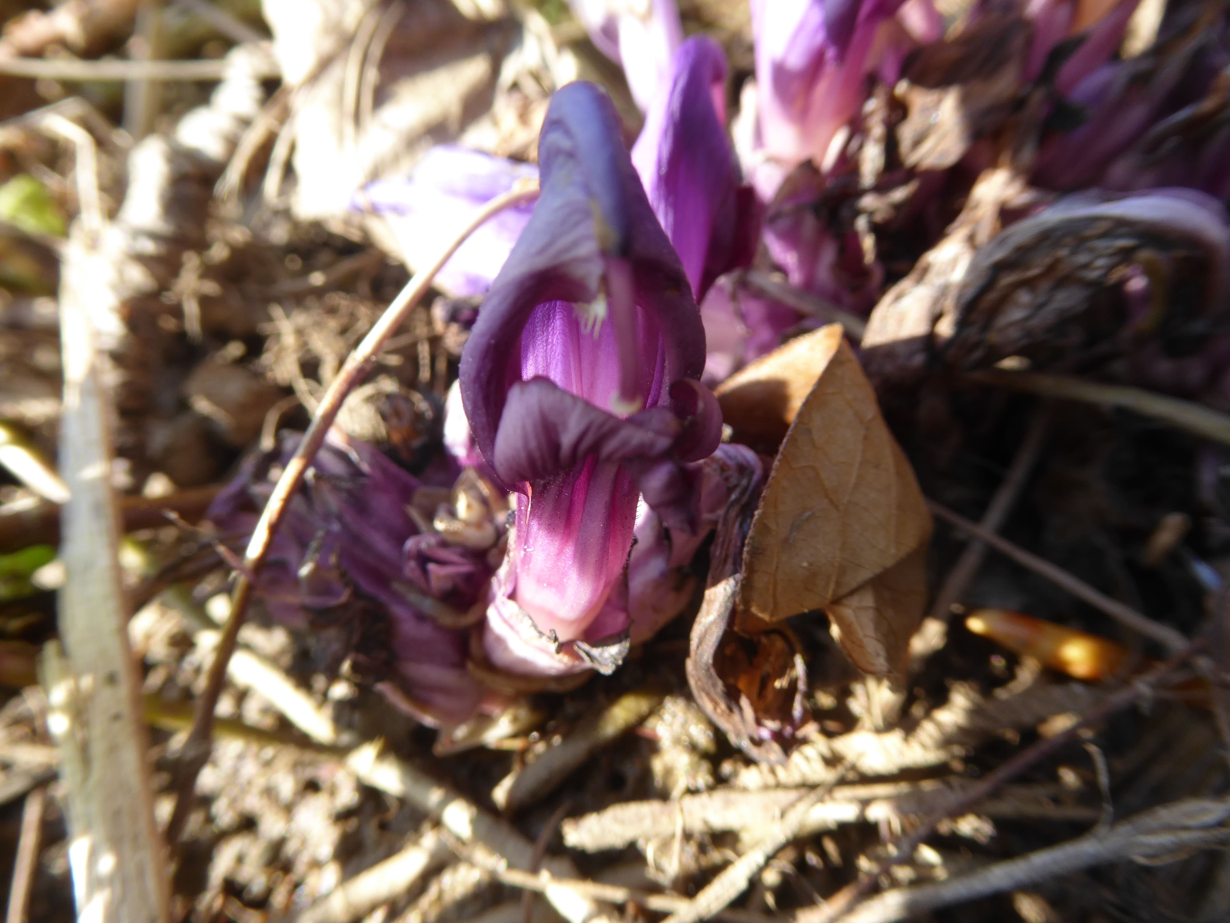 Annexe lathrée clandestine (6).jpg