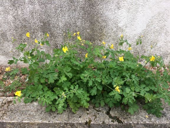 Annexe SEQ1-ACT1-1 REDIMENSION.JPG