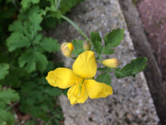 Annexe SEQ1-ACT1-2 REDIMENSION.JPG