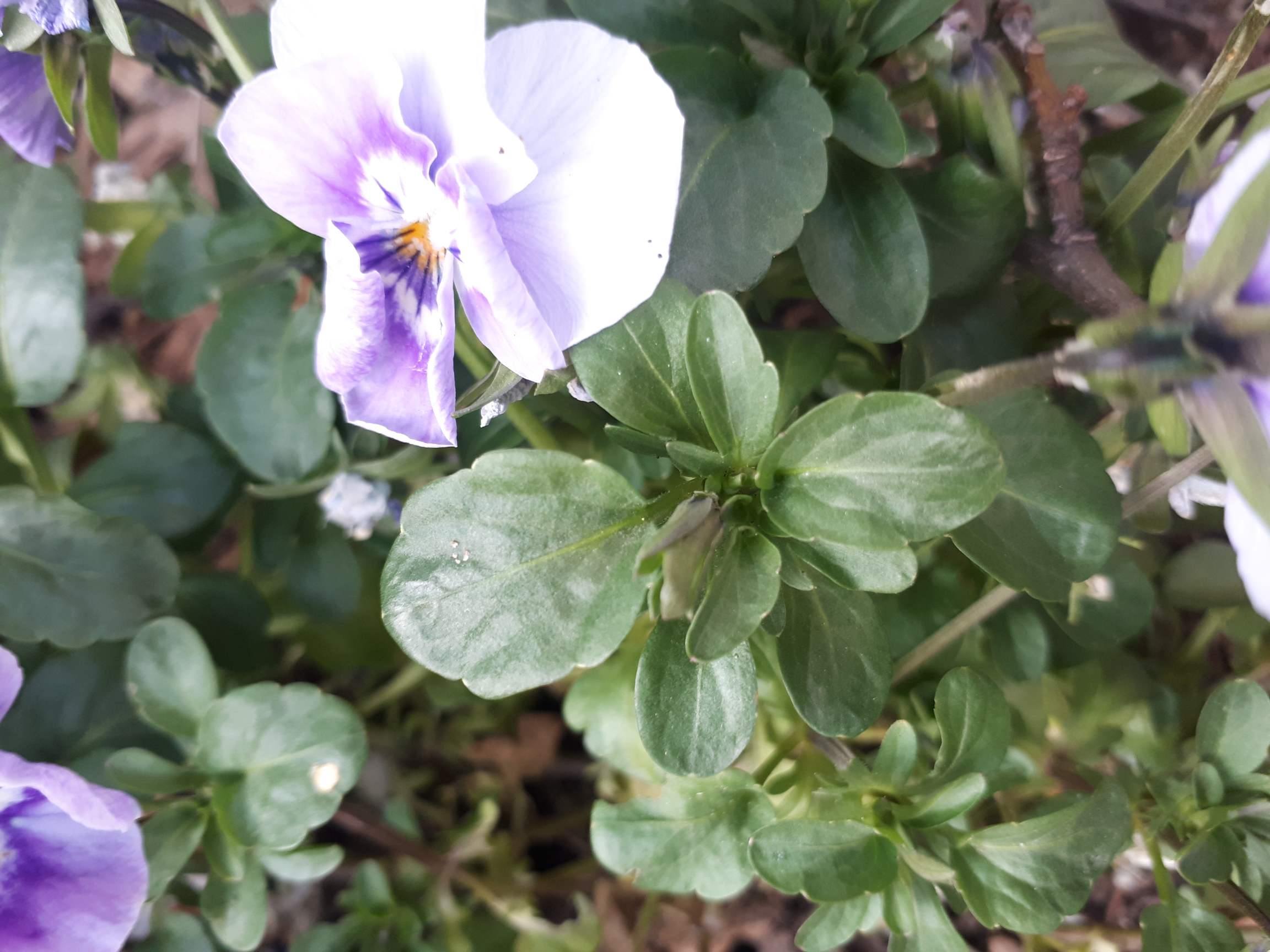 Annexe 91138979_548185779449016_8774231844829790208_n.jpg