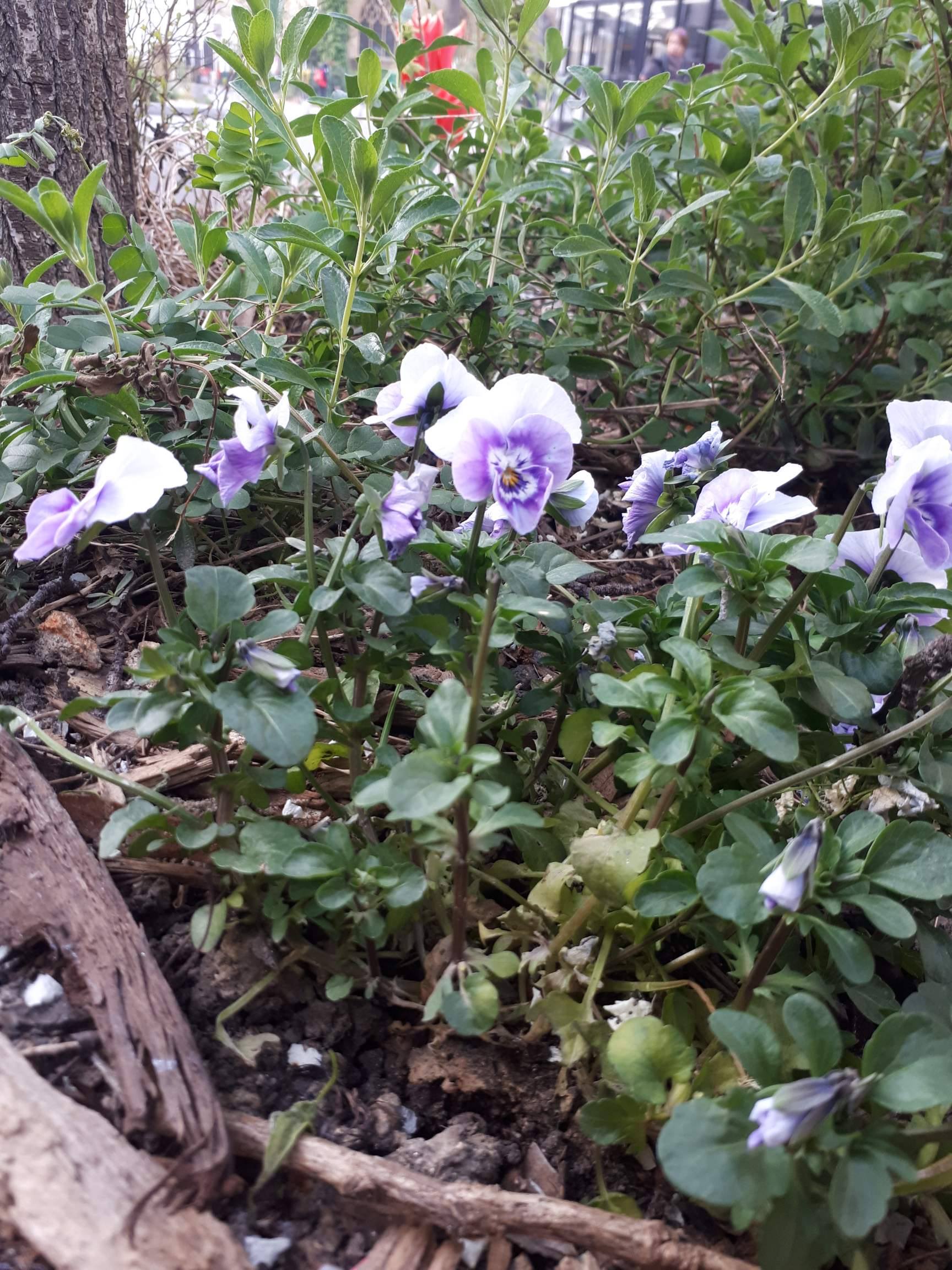 Annexe 91316703_2611979189084124_9134045560435638272_n.jpg