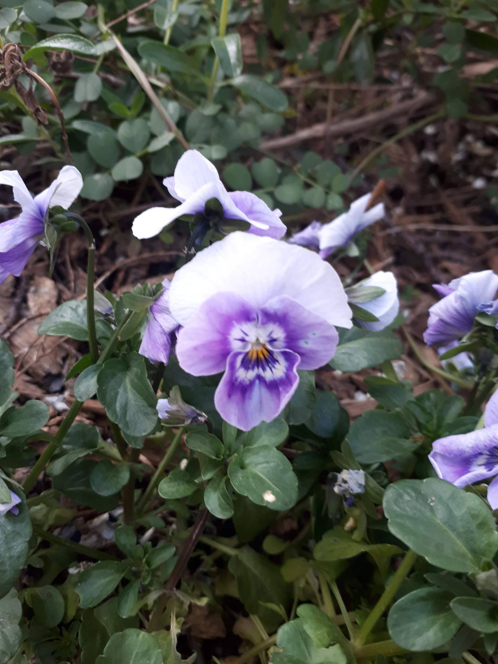 Annexe 91468969_444255563030894_1432338856975269888_n.jpg