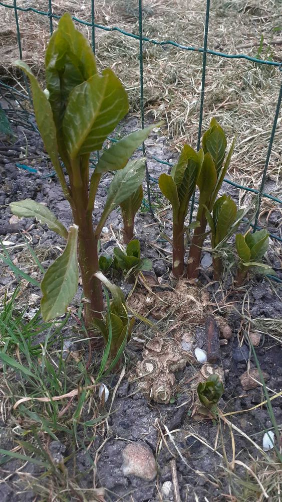 Annexe x_vue_ensemble.JPG