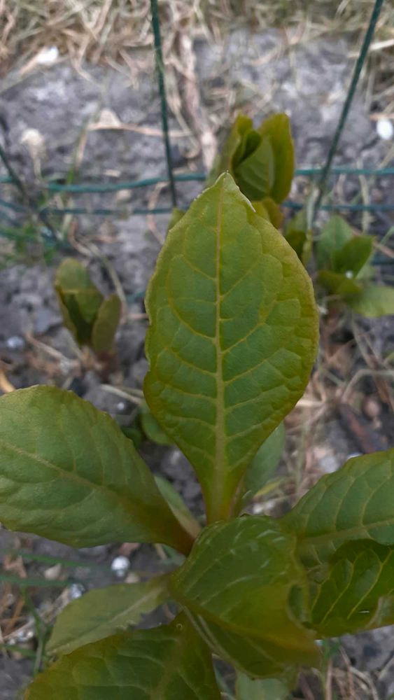 Annexe x_vue_feuille.JPG