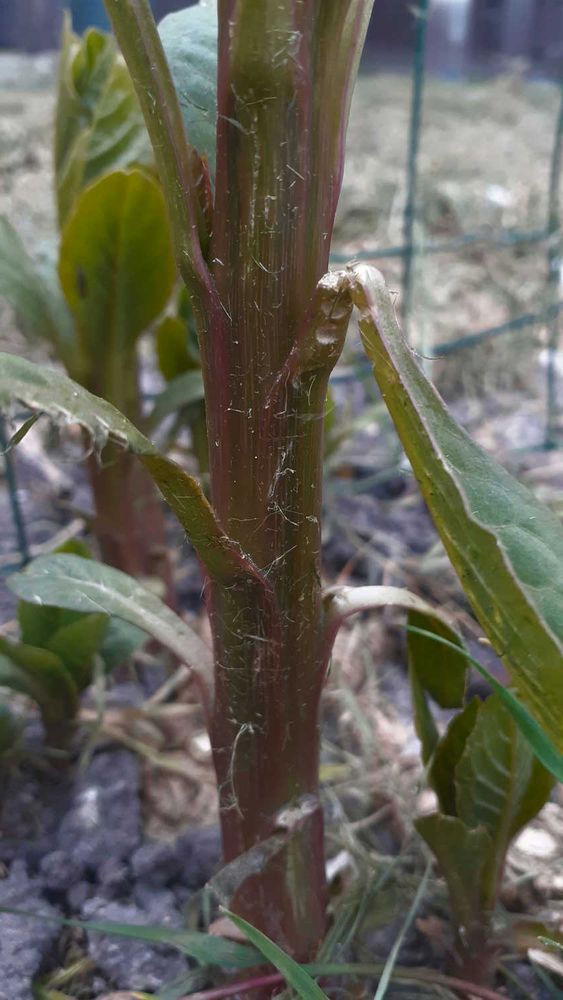 Annexe x_vue_tige.JPG