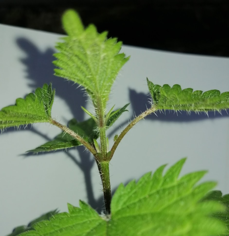 Annexe IMG_20200329_190907.jpg