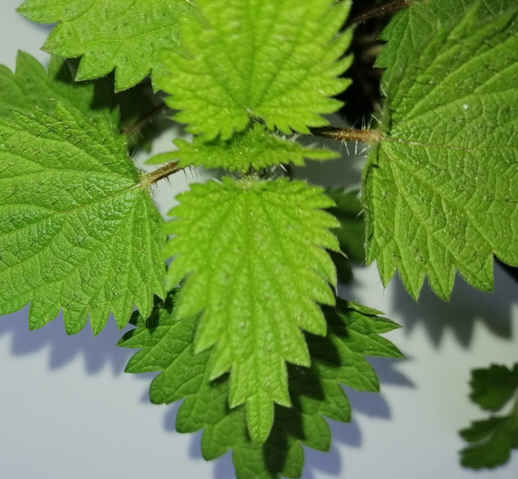 Annexe IMG_20200329_190938.jpg