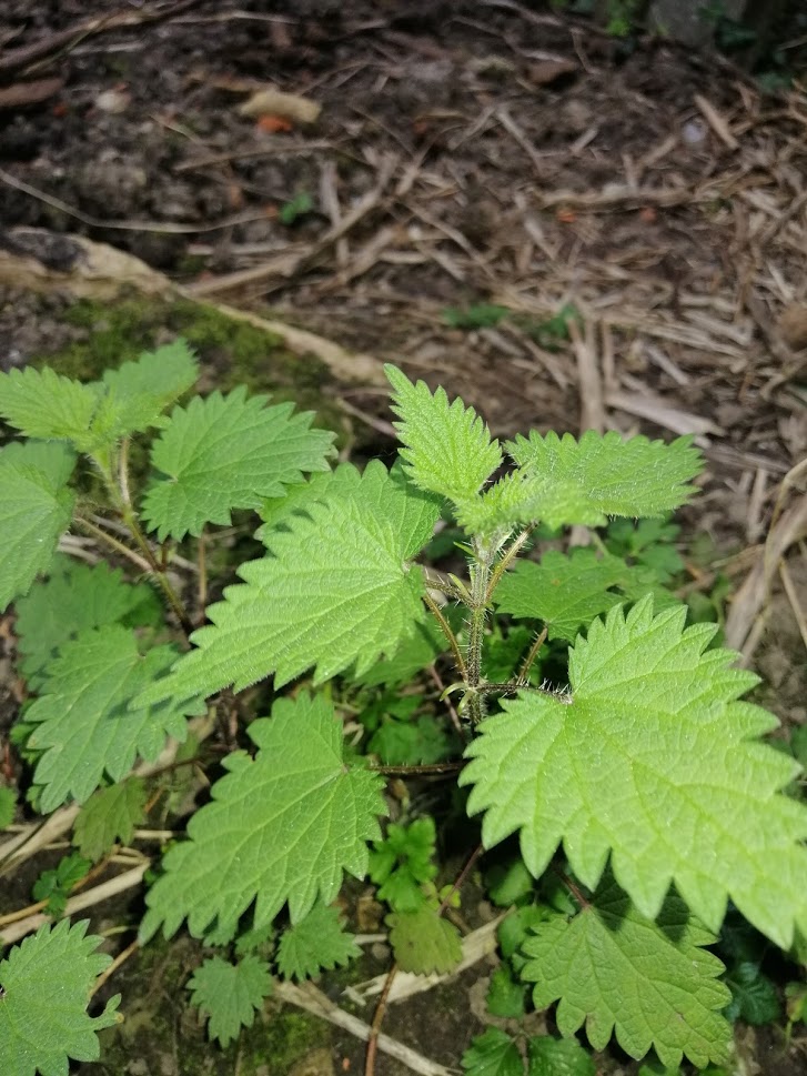 Annexe IMG_20200329_191023.jpg