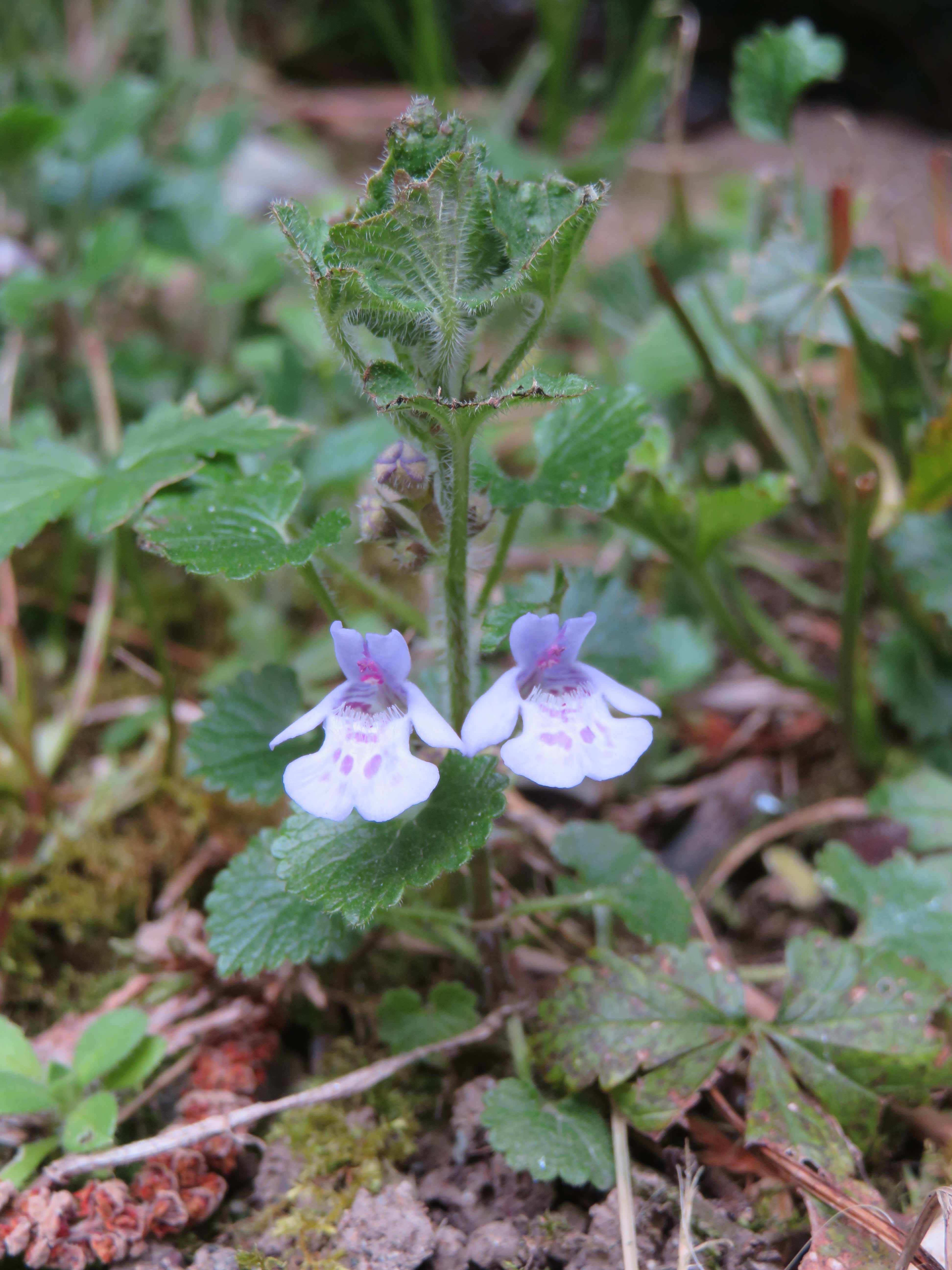 Annexe Glecoma_réduit.jpg