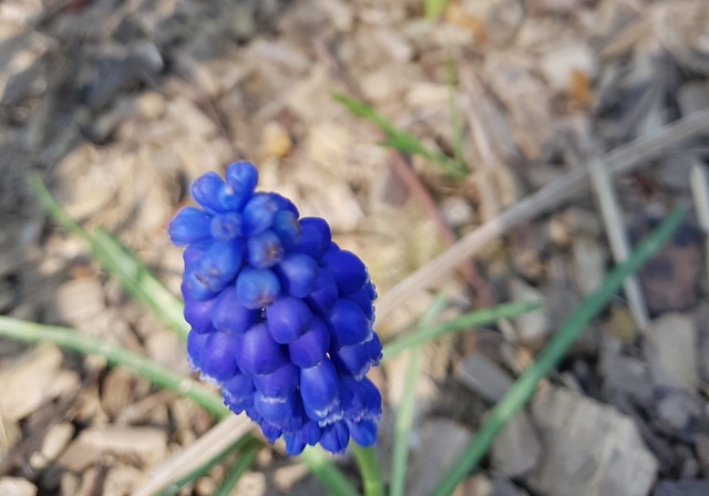 Annexe Jacinthe 2.jpeg