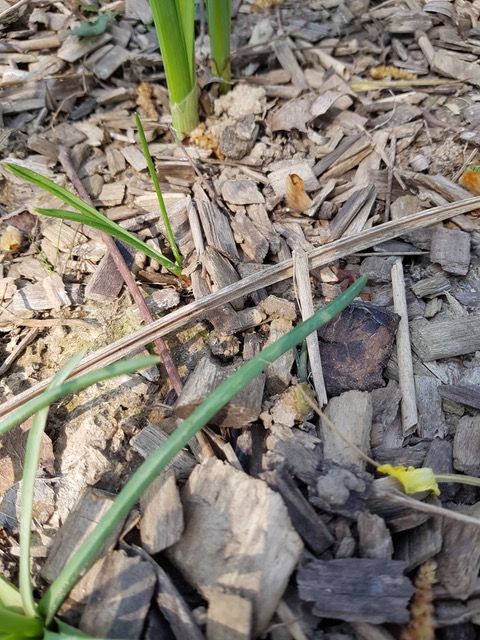 Annexe Jacinthe tige.jpeg