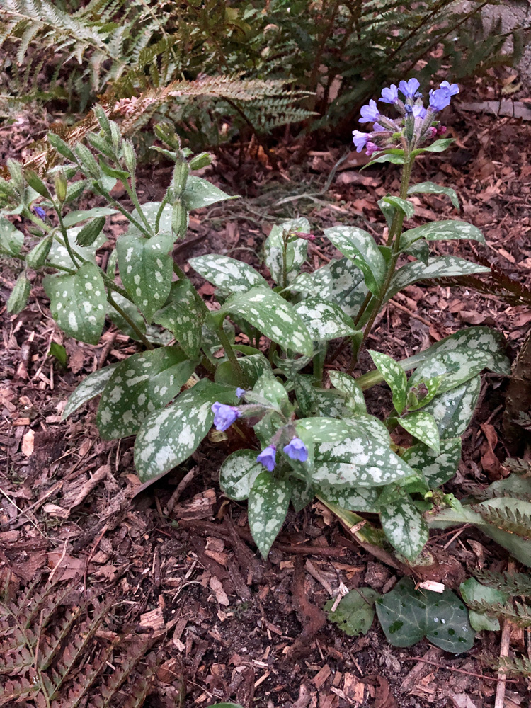 Annexe Photo-29-03-2020-20-07-34.jpg