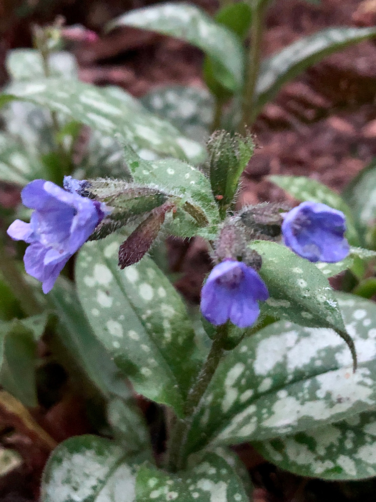 Annexe Photo-29-03-2020-20-08-32.jpg