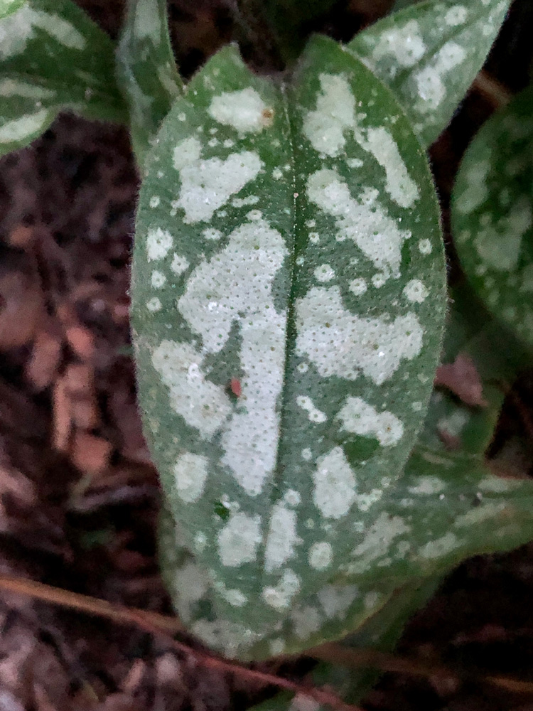 Annexe Photo-29-03-2020-20-08-52.jpg