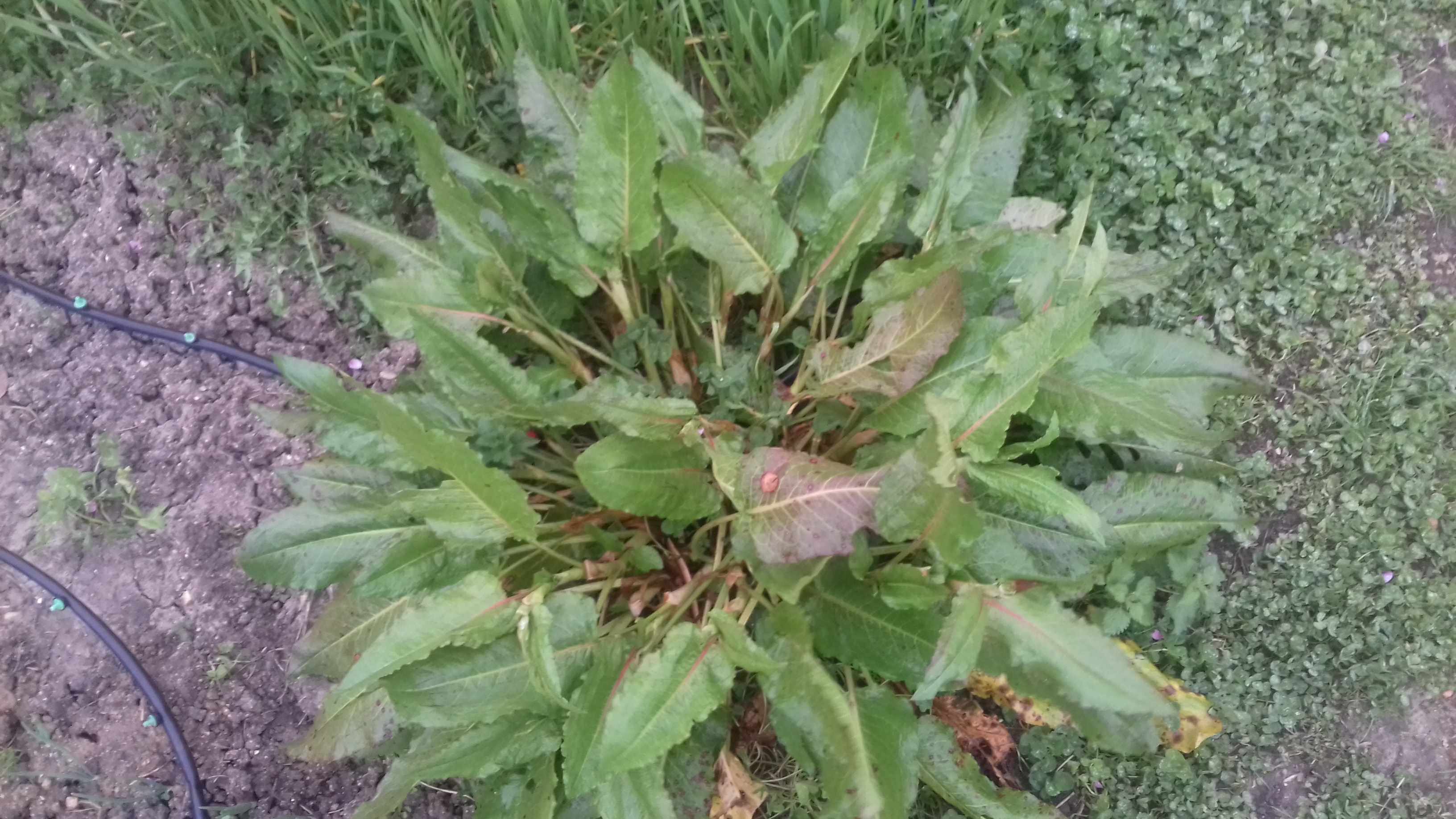 Annexe 20200329_182812.jpg