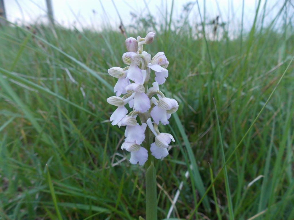 Annexe orchis blanc.jpg