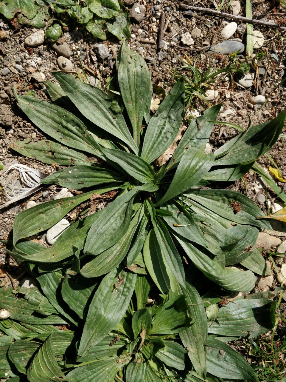 Annexe IMG_20200328_124902.jpg