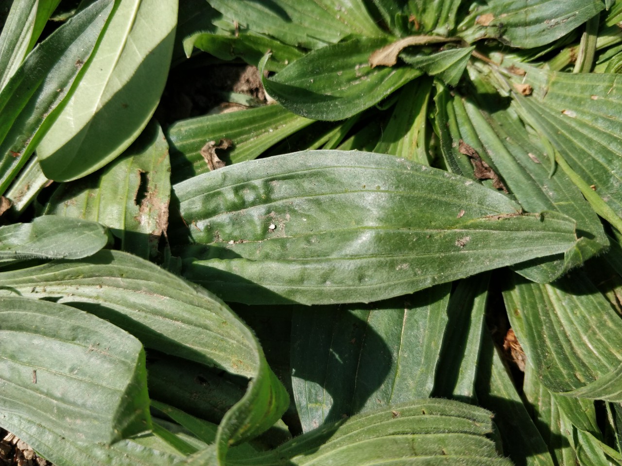 Annexe IMG_20200328_125053 (1).jpg