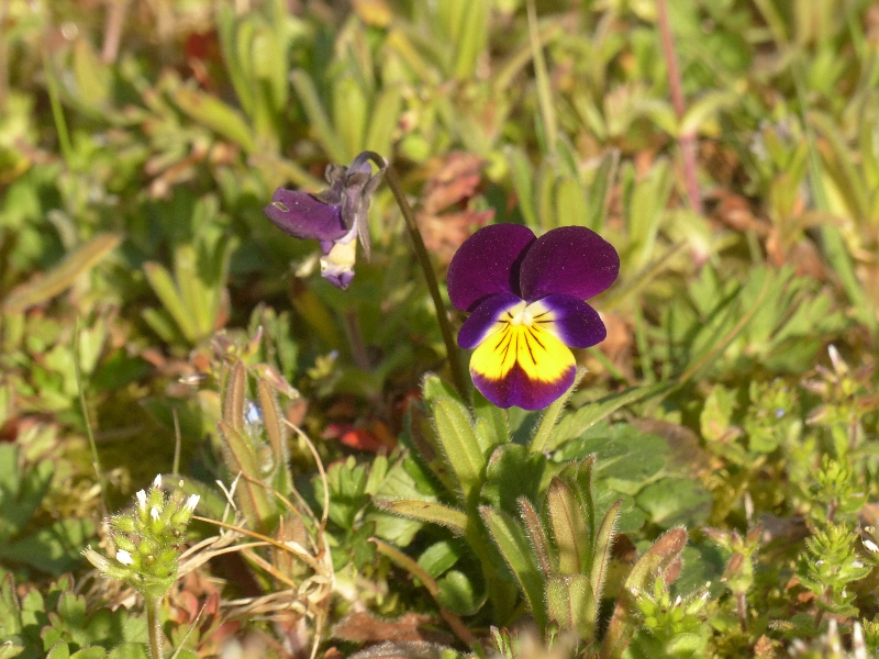 Annexe P1140831r.jpg