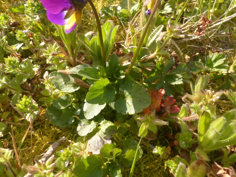 Annexe P1140832r.jpg