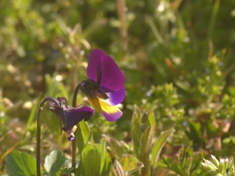 Annexe P1140839r.jpg