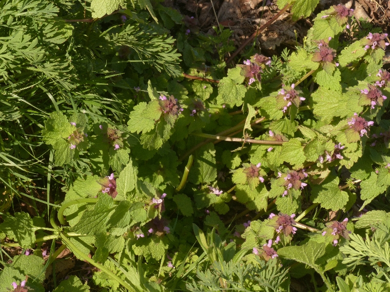 Annexe P1140852r.jpg