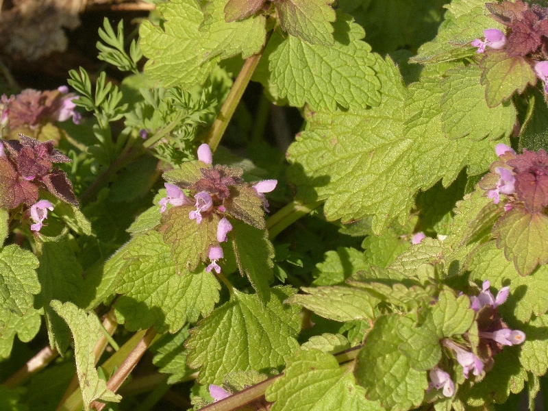 Annexe P1140853r.jpg