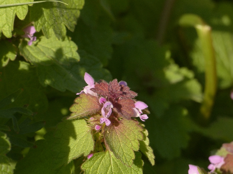 Annexe P1140855r.jpg