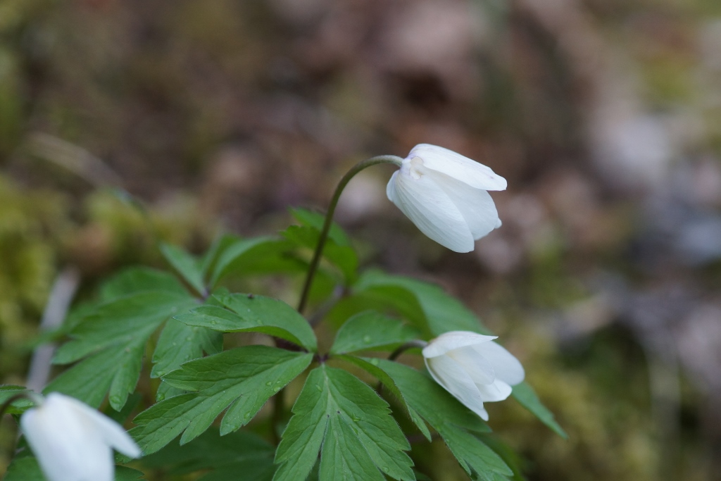 Annexe DSC02548 (1024x683).jpg