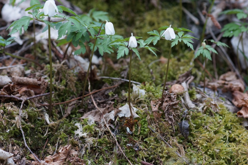 Annexe DSC02550 (800x533).jpg