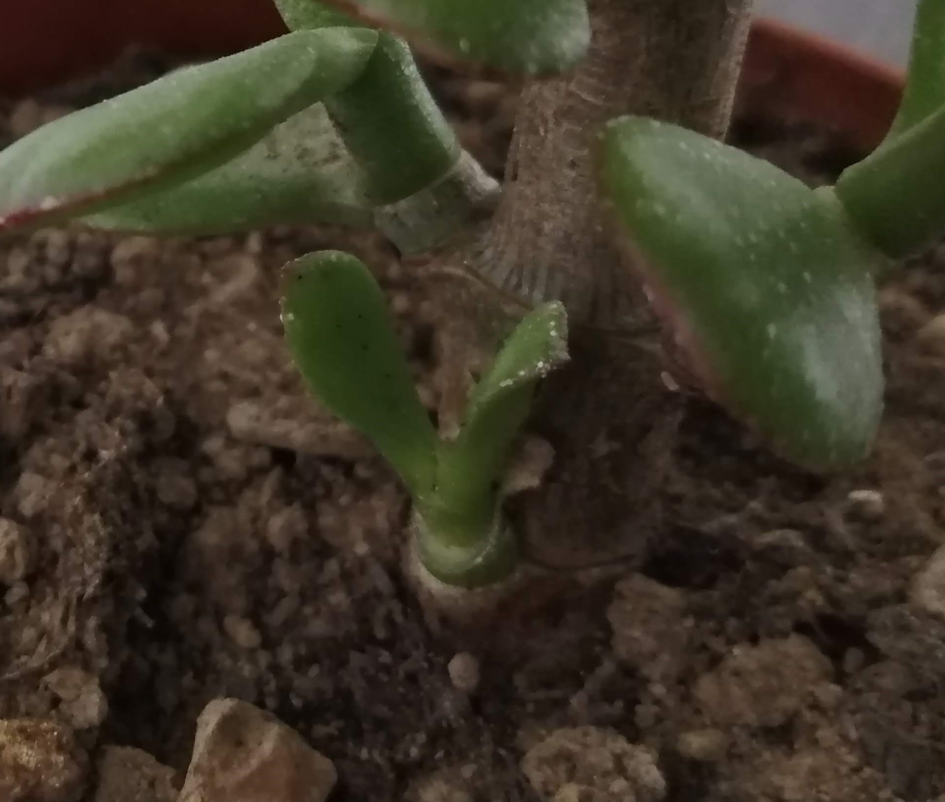 Annexe feuilles basses.jpg