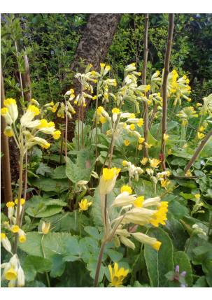 Annexe coucou_bouquet.png