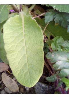 Annexe coucou_feuille.png